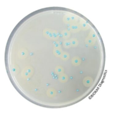 COMPASS® LISTERIA AGAR