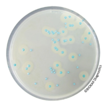COMPASS® LISTERIA AGAR